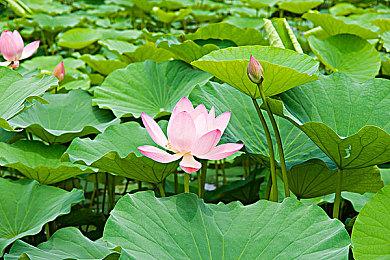 外星探索冒险《天外来客》6月27日登陆PS4＆5 Steam获特别好评